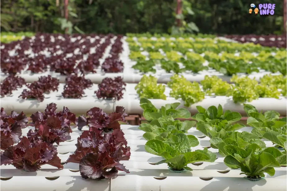 Melhores Plantas Para Cultivar em Sistemas Hidropônicos